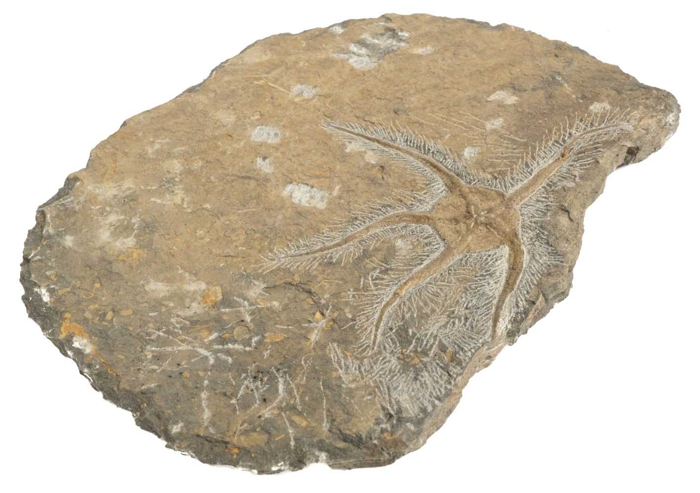 Lot 327 - Fossil Starfish - Brittlstar.