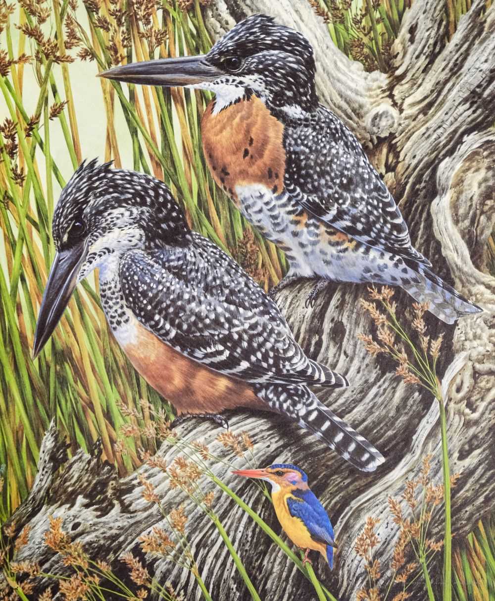 Lot 65 - Kerr (David Ord). The Kingfishers and Bee-Eaters of Southern Africa. The Sappi Selection, c. 1985