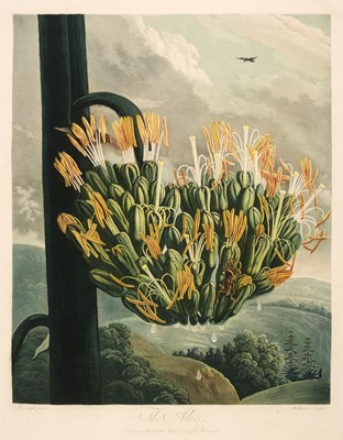 Lot 203 - Thornton (Dr Robert). The Aloe, May 1st, 1798