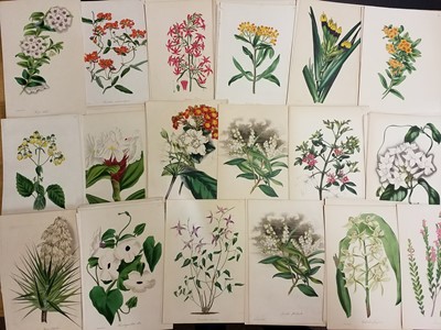 Lot 219 - Paxton (Sir Joseph). A collection of approximately 105 botanical engravings, 1834 - 49