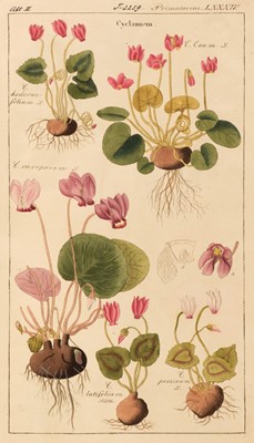 Lot 187 - Dietrich (David). Flora Universalis in Colorirten Abbildungen, volume 8, 1831