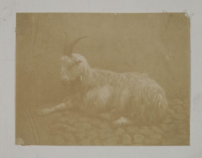 Lot 492 - Caneva (Giacomo, 1813-1865, attributed to). A group of 14 salt prints, early 1850s