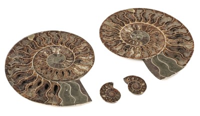 Lot 501 - Cleoniceras. An impressive cut Ammonite