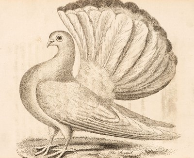 Lot 46 - Moore (John). A Treatise on Domestic Pigeons, 1765