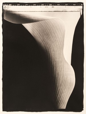 Lot 572 - Ryan (Seamus A., 1964-). Arum Lily, c. 2005