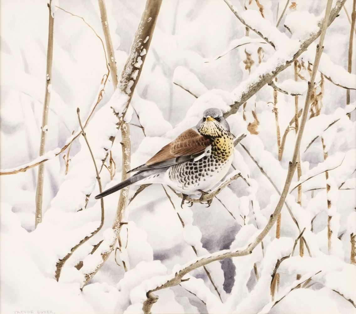 Lot 106 - Boyer (Trevor, 1948-). Fieldfare perched on a snow laden tree in a wood, watercolour