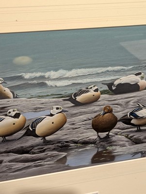 Lot 107 - Boyer (Trevor, 1948-). Steller's Eider at the Shore