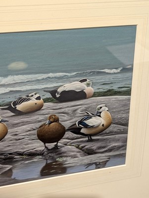 Lot 107 - Boyer (Trevor, 1948-). Steller's Eider at the Shore