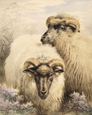 Lot 161 - Cooper (Thomas George). Study of two Sheep, 1881