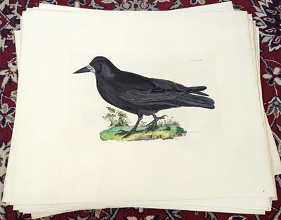 Lot 190 - Selby (John Prideaux). A collection of forty engravings of British Birds, 1818 - 23