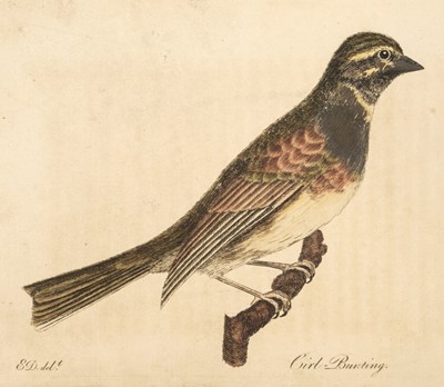 Lot 85 - Montagu (George). Ornithological Dictionary; or, Alphabetical Synopsis of British Birds, 1802