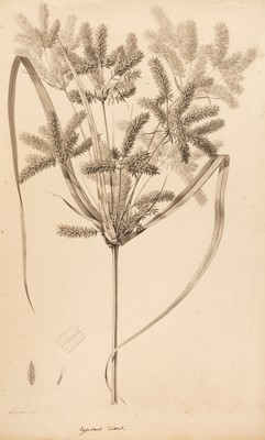 Lot 178 - Turpin (Pierre Jean Francois, 1775-1840). Cyperus Dives