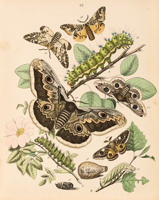 Lot 56 - Kirby (W.F.) European Butterflies and Moths, 1882