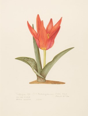 Lot 282 - Stones (Margaret, 1920-2018). Tulipa