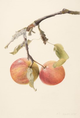 Lot 269 - John (Rebecca, 1947-). Apples on a Branch, pencil