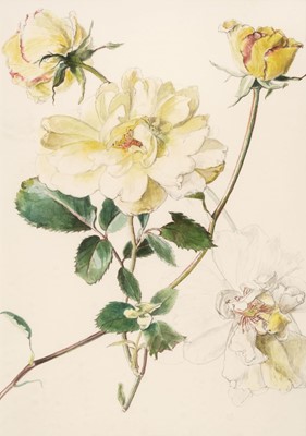 Lot 268 - Hervey-Bathurst (Caroline, 1936-). Garden Roses, watercolour and pencil