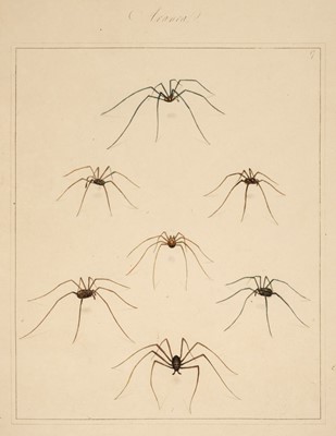 Lot 77 - Martyn (Thomas, editor).Aranei, or a Natural History of Spiders, 1793