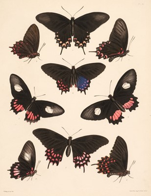 Lot 53 - Catalogue of Lepidopterous Insects in the Collection of the British Museum, 1852