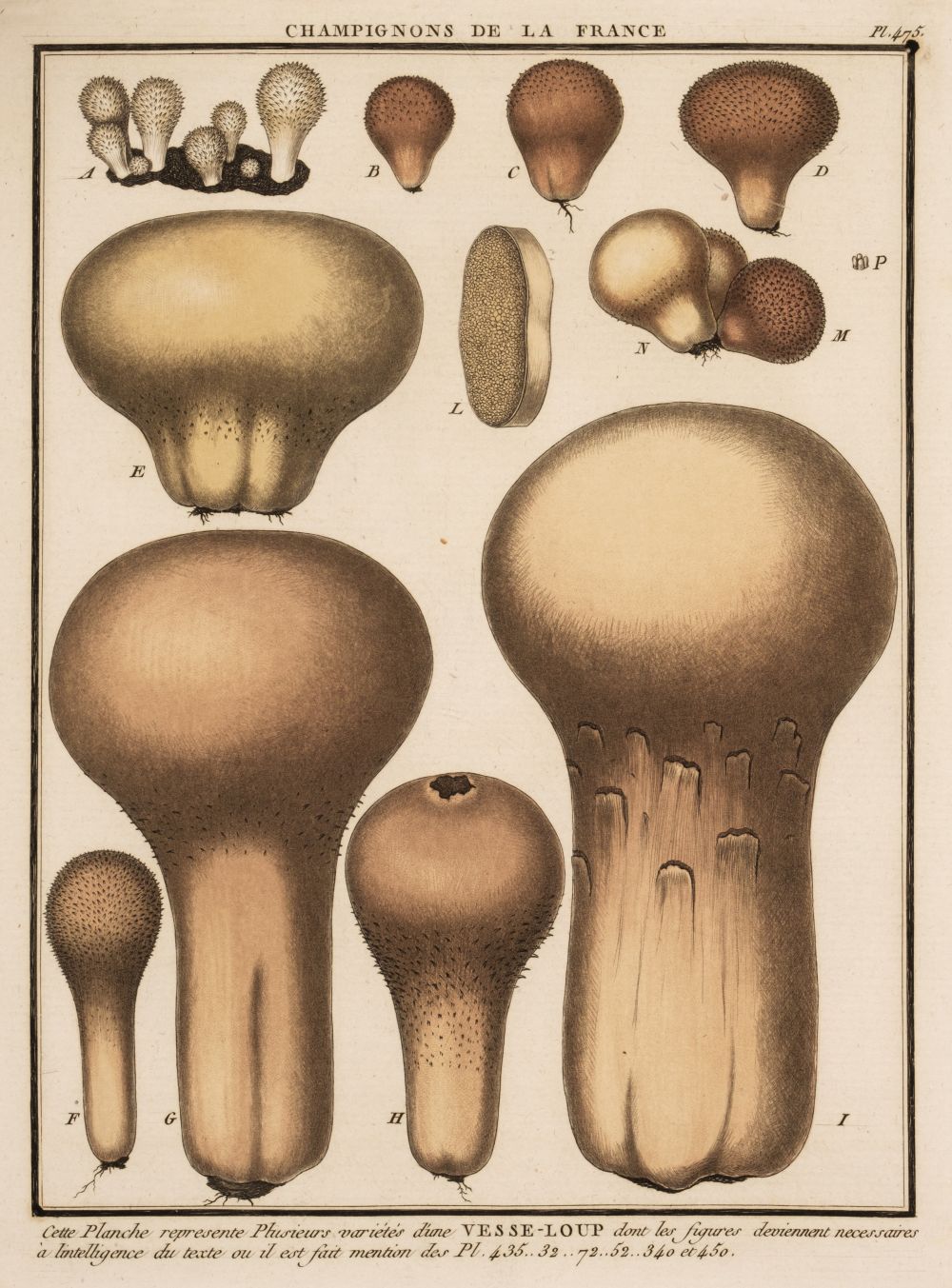 Lot 52 Bulliard (Jean Baptiste Francois). Histoire