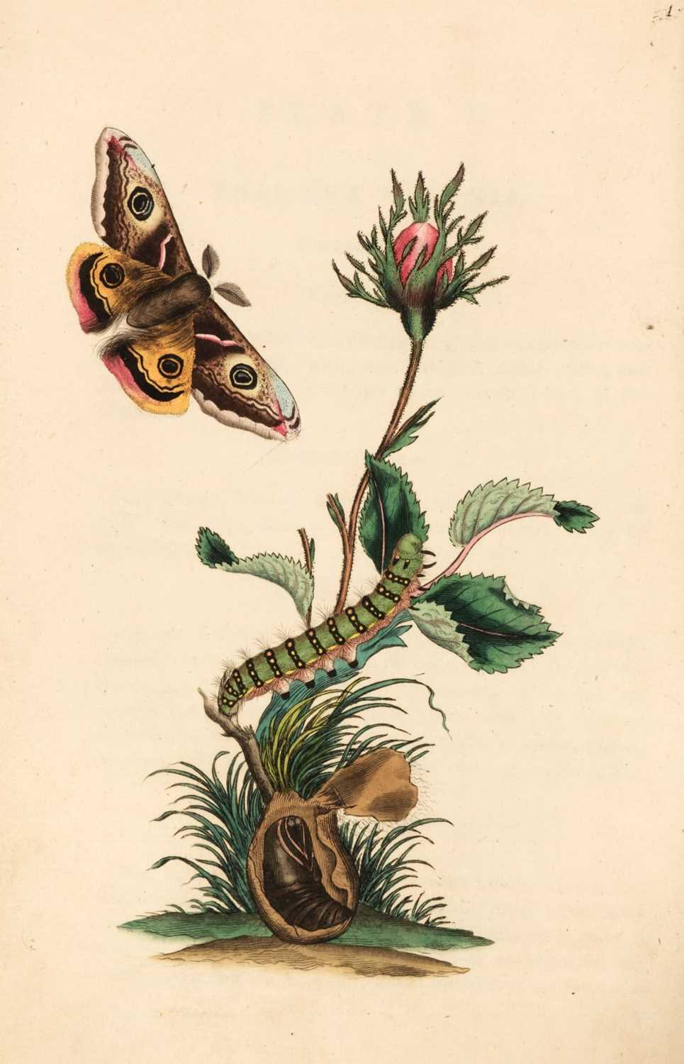 Lot 63 - Donovan (Edward). The Natural History of