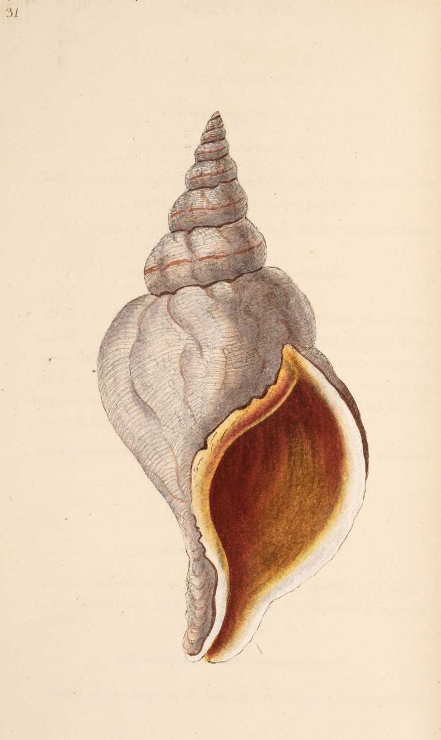 Donovan Shell Lot 64 - Donovan (Edward). The Natural History of