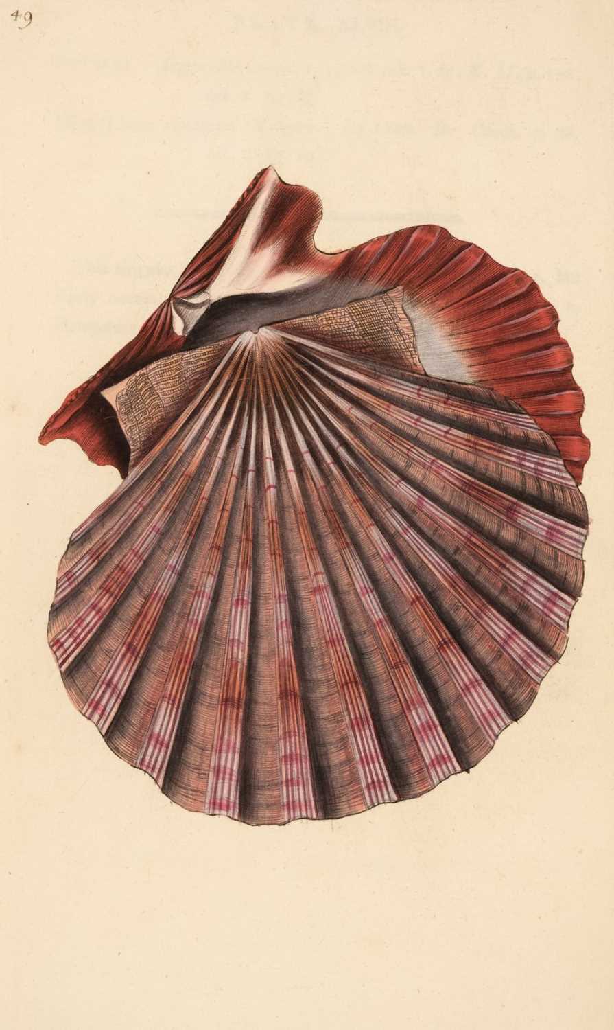 Donovan Shell Lot 64 - Donovan (Edward). The Natural History of
