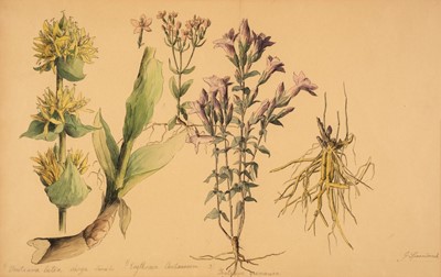 Lot 181 - Spaendonck (Gerardus Van, 1746-1822). Six Botanical illustrations