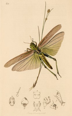 Lot 53 - Curtis (John). British Entomology, 8 volumes, 1823-40