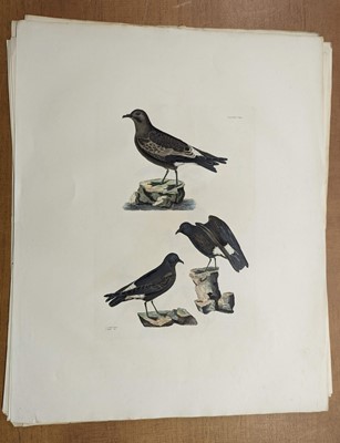 Lot 180 - Selby (John Prideaux). A collection of twenty-five engravings of British Birds, 1818 - 23
