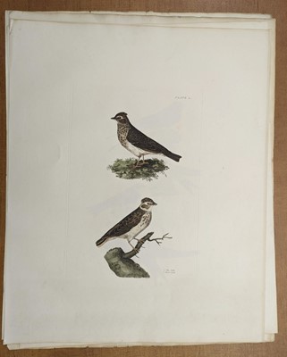 Lot 180 - Selby (John Prideaux). A collection of twenty-five engravings of British Birds, 1818 - 23