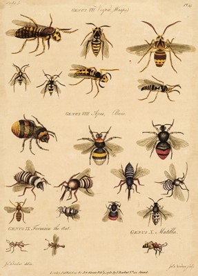 Lot 69 - Barbut (Jacques). Les Genres des Insectes de Linne ... echantillons d'Insectes d'Angleterre, 1781