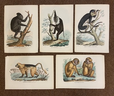 Lot 138 - Natural History. A collection of approximately 425 prints, mostly 19th century