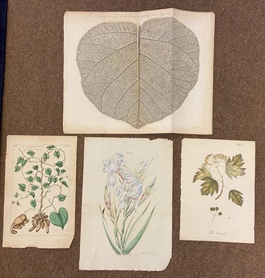 Lot 138 - Natural History. A collection of approximately 425 prints, mostly 19th century