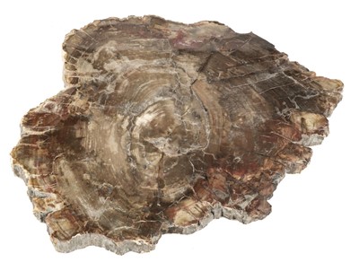 Lot 505 - Fossilised Wood. A large fossil wood slice from the Triassic Period, Madagascar