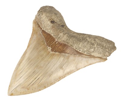 Lot 506 - Megalodon Tooth. A large Megaldon tooth from Indonesia