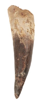 Lot 511 - Spinosaurus Tooth. A Spinosaurus tooth
