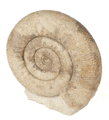 Lot 513 - Stephanoceras Ammonite. An ammonite from Somerset