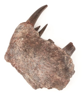 Lot 510 - Pterosaur Jaw. A Pterosaur jaw section with teeth, Kem Kem, Southern Morocco