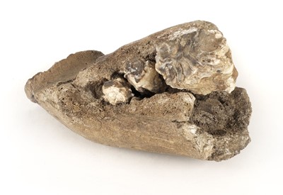 Lot 514 - Woolley Mammoth. A Woolley Mammoth jaw section with inserted teeth