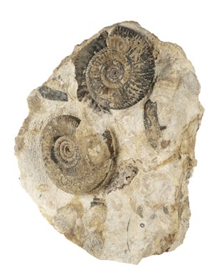Lot 499 - Ammonite Block. A double Ammonite block, Somerset