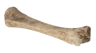 Lot 515 - Woolley Mammoth. A Woolley Mammoth leg bone