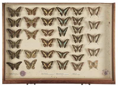 Lot 92 - Lepidoptera. A mid 20th century specimen cabinet with butterfles and moths