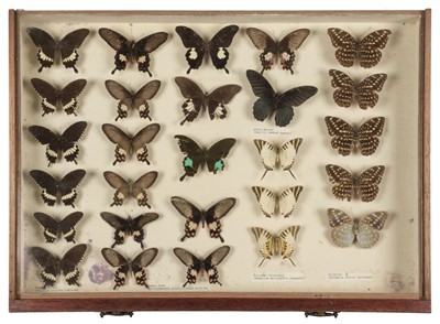 Lot 92 - Lepidoptera. A mid 20th century specimen cabinet with butterfles and moths