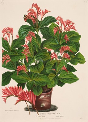 Lot 166 - Lemaire (C.). 42 botanical lithographs, originally published in 'Flore des Serres..., circa 1880