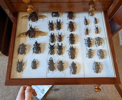 Lot 90 - Entomology. A mahogany specimen cabinet with butterflies, moths and beetles