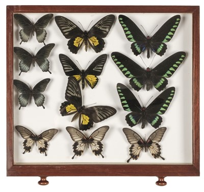 Lot 90 - Entomology. A mahogany specimen cabinet with butterflies, moths and beetles