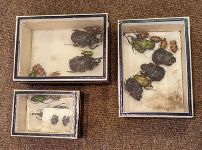 Lot 91 - Entomology. Collection of butterfly and beetle specimens