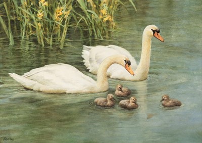 Lot 264 - Cox (Neil, 1955 -). Swans and Canada Geese, watercolours