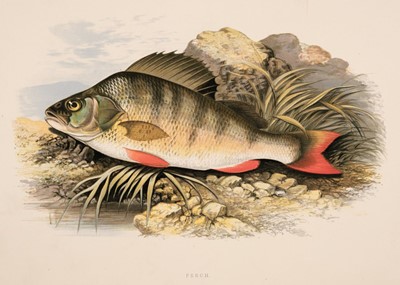 Lot 76 - Houghton (William). British Fresh-Water Fishes, 2 volumes, 1879