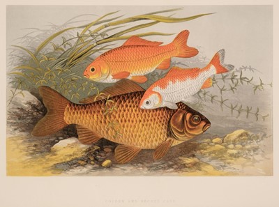 Lot 74 - Houghton (William). British Fresh-Water Fishes, 2 volumes in 1, 1879